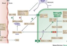 Genetics may predispose some people to both Alzheimer’s disease and high levels of blood lipids such as cholesterol