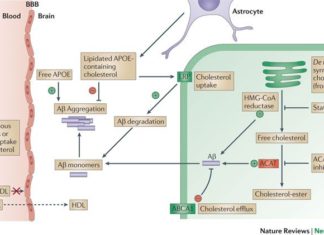 Genetics may predispose some people to both Alzheimer’s disease and high levels of blood lipids such as cholesterol