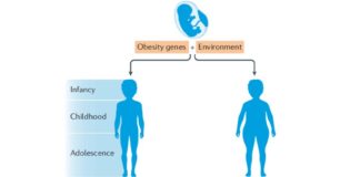 American : Only 12 percent of adults are metabolically healthy