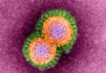 New research about how pathogenic influenza viruses such as deadly bird flu infect humans