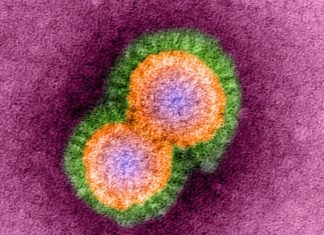New research about how pathogenic influenza viruses such as deadly bird flu infect humans