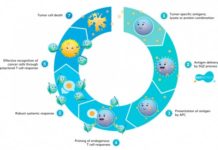 Cell-based immunotherapies have delivered some dramatic results to cancer patients with few other options