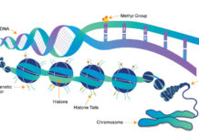 Colds and chronic disease affect DNA expression