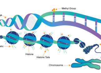 Colds and chronic disease affect DNA expression