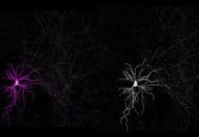 Columbia neuroscientists have discovered why mitochondria are often strangely shaped inside the brain