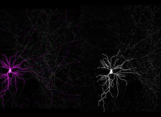 Columbia neuroscientists have discovered why mitochondria are often strangely shaped inside the brain