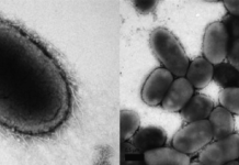 There’s a new health-promoting gut bacterium called Akkermansia muciniphila
