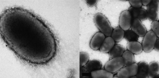 There’s a new health-promoting gut bacterium called Akkermansia muciniphila