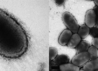 There’s a new health-promoting gut bacterium called Akkermansia muciniphila