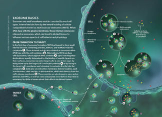 Exosomes could be used to transfer inhaled packets of therapeutics to cells along the upper airway