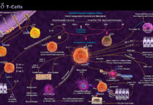 Immune cells called Gamma Delta T cells can act independently to identify and kill cancer cells