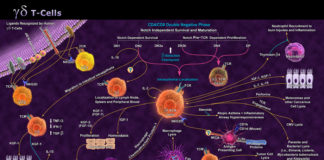 Immune cells called Gamma Delta T cells can act independently to identify and kill cancer cells
