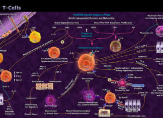 Immune cells called Gamma Delta T cells can act independently to identify and kill cancer cells