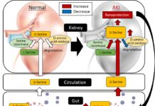 Gut microbiota-derived metabolites play important roles in health and disease