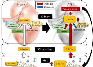 Gut microbiota-derived metabolites play important roles in health and disease