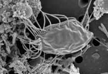 Ravenous, Hairy Ogre – Who needs aliens when there are bizarre life forms still to be discovered on the earth ?