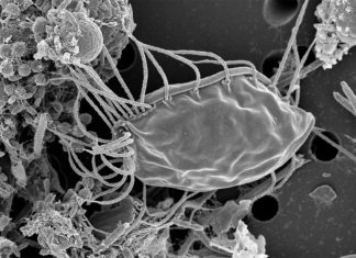 Ravenous, Hairy Ogre – Who needs aliens when there are bizarre life forms still to be discovered on the earth ?