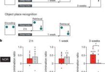 How our boby create the long-term memory during sleep ?