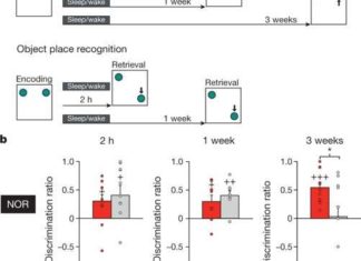 How our boby create the long-term memory during sleep ?