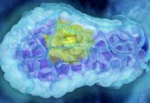Melbourne scientists have discovered how tumour development is driven by mutations in the most important gene in preventing cancer, p53
