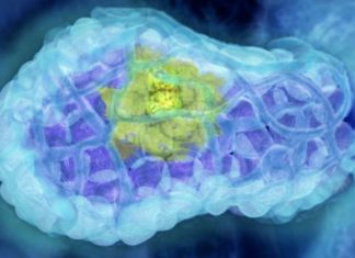 Melbourne scientists have discovered how tumour development is driven by mutations in the most important gene in preventing cancer, p53