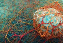 Multi-resistant bacteria – Researchers uncover camouflage strategy