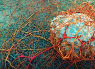 Multi-resistant bacteria – Researchers uncover camouflage strategy