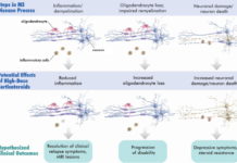 Multiple sclerosis (MS) : Oligodendrocytes – they might have a significant role in the development of the disease