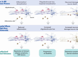 Multiple sclerosis (MS) : Oligodendrocytes – they might have a significant role in the development of the disease