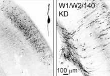 Neurobiologists have decoded a new regulatory principle that controls the development of the complex neuronal architecture in the cerebral cortex