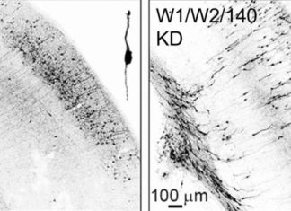 Neurobiologists have decoded a new regulatory principle that controls the development of the complex neuronal architecture in the cerebral cortex