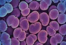 Oral antibiotic called zoliflodacin successfully cured most cases of uncomplicated gonorrhea