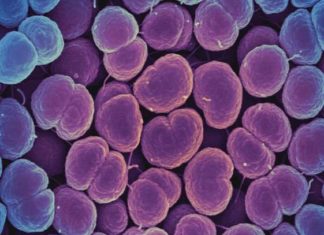 Oral antibiotic called zoliflodacin successfully cured most cases of uncomplicated gonorrhea