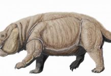 Polish researchers claim their find overturns the notion that the only giant plant-eaters at the time were dinosaurs