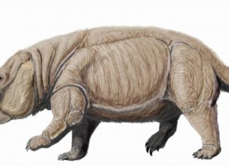 Polish researchers claim their find overturns the notion that the only giant plant-eaters at the time were dinosaurs