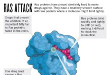 Researchers discovered mechanism by which RAS proteins, central to cancer signaling, are regulated in their activity and localization