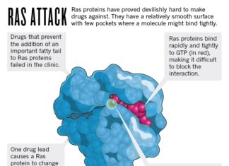 Researchers discovered mechanism by which RAS proteins, central to cancer signaling, are regulated in their activity and localization