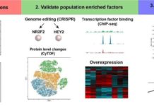 Researchers are one step closer to understanding hiPSC cardiomyocytes and how they may better be utilized to repair heart muscles