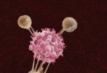 Researchers discovered a loop of physical signals resembling a double-handed handshake that encourages cell suicide