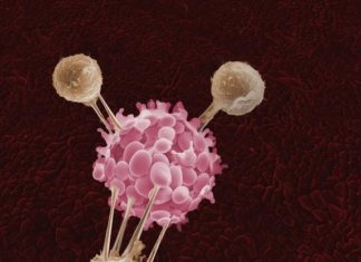 Researchers discovered a loop of physical signals resembling a double-handed handshake that encourages cell suicide