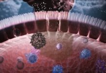 Researchers found that genetic mutations of HIV genome, make it possible to trigger the immune system of elite controllers