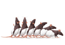 Researchers has isolated a group of neural cells in rat brains that are tuned to posture