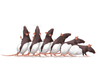 Researchers has isolated a group of neural cells in rat brains that are tuned to posture