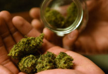 Researchers have seen cognitive changes in the offspring exposed to heavy amounts of cannabis