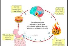 Researchers have shown that “brown fat” interacts with the gut hormone secretin to relay nutritional signals about fullness to the brain during a meal