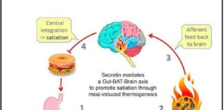 Researchers have shown that “brown fat” interacts with the gut hormone secretin to relay nutritional signals about fullness to the brain during a meal