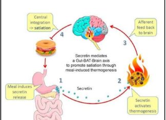 Researchers have shown that “brown fat” interacts with the gut hormone secretin to relay nutritional signals about fullness to the brain during a meal
