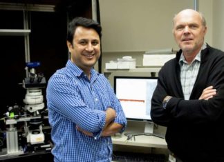 Researchers have solved a 125-year-old mystery of the brain, and uncovered a potential treatment for acquired epilepsy
