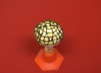 Researchers have taken an ordinary white button mushroom from a grocery store and made it bionic