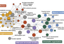 Researchers have uncovered a genetic network linked to autism